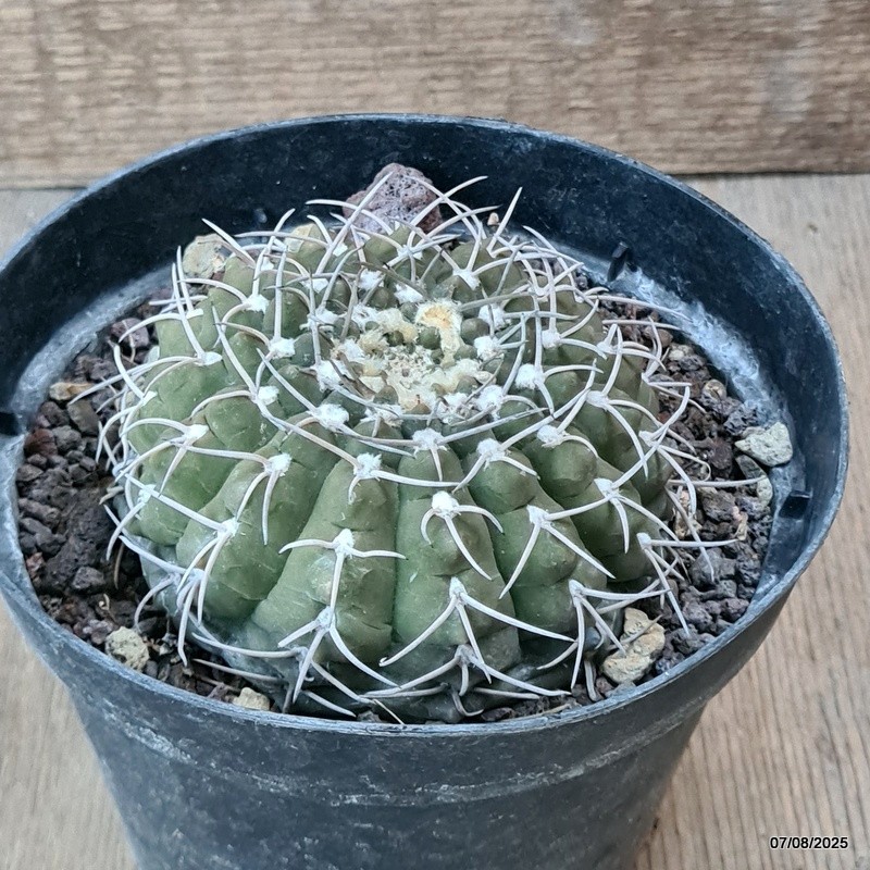 D5738 GYMNOCALYCIUM STELLATUM pot14-H5,5-W9 cm MaMa Cactus