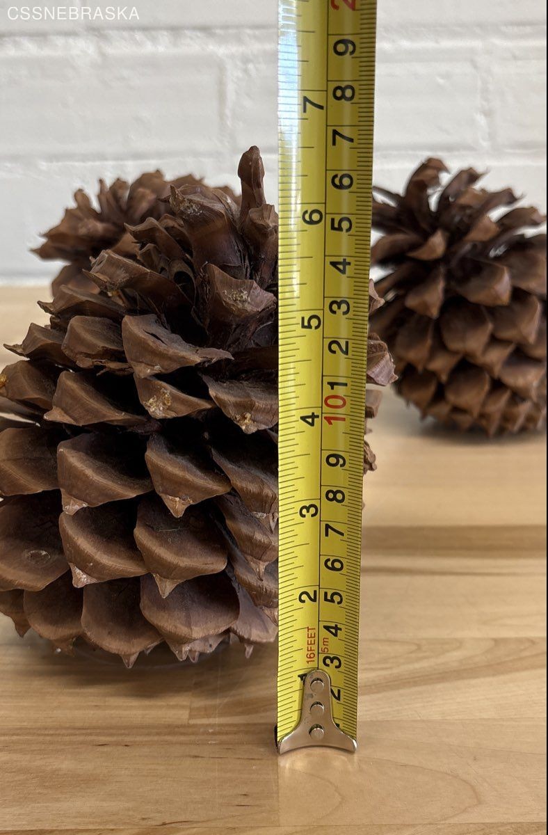 Pine Cones Large Set of Seven 4” to 6”Tall 3 to 4 Inch Diameter Craft Unscented