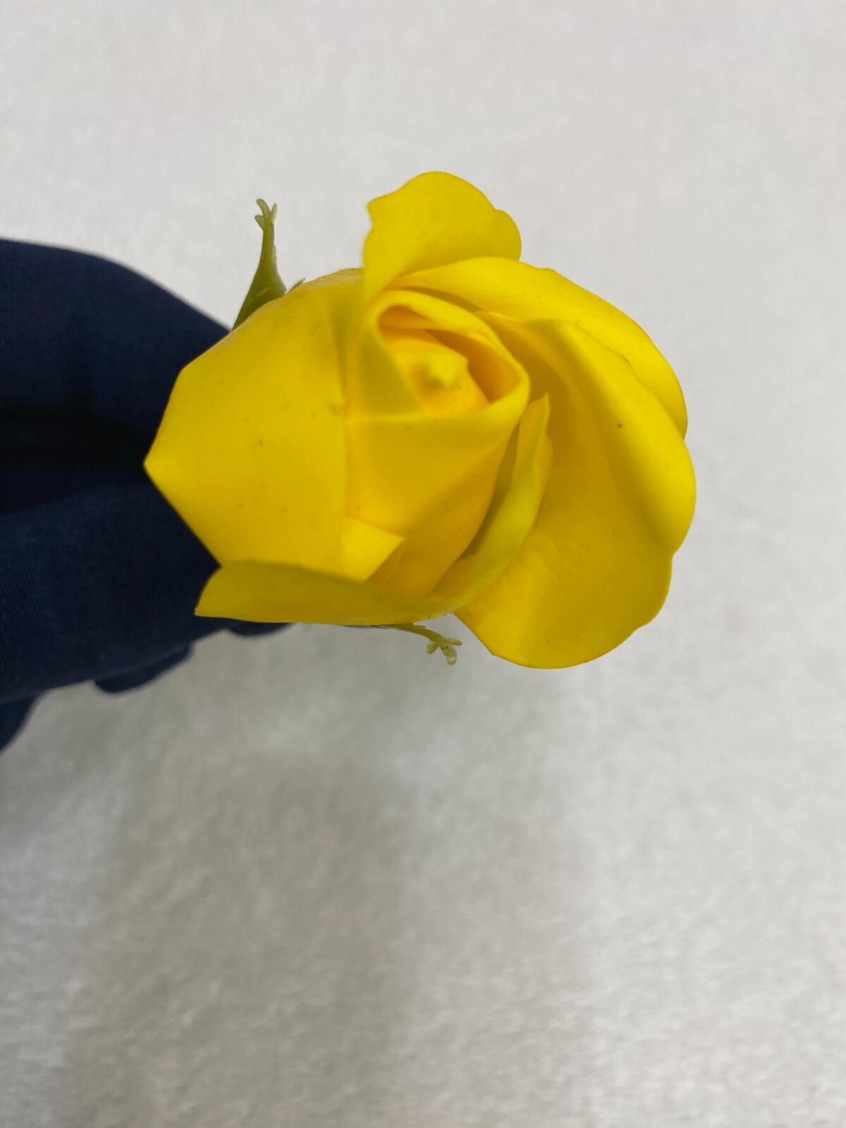 wax roses décor gifts pink baby-rose violet white yellow golden silver red