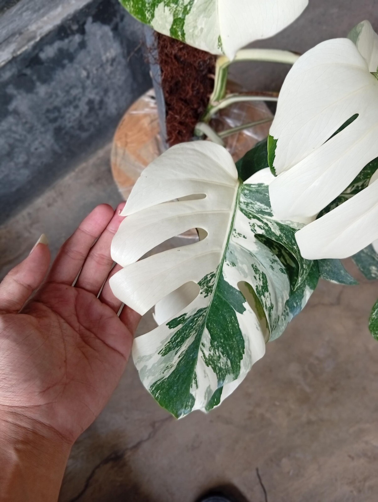 Real Picture Monstera White Tiger Variegated Big Size Rare Plant