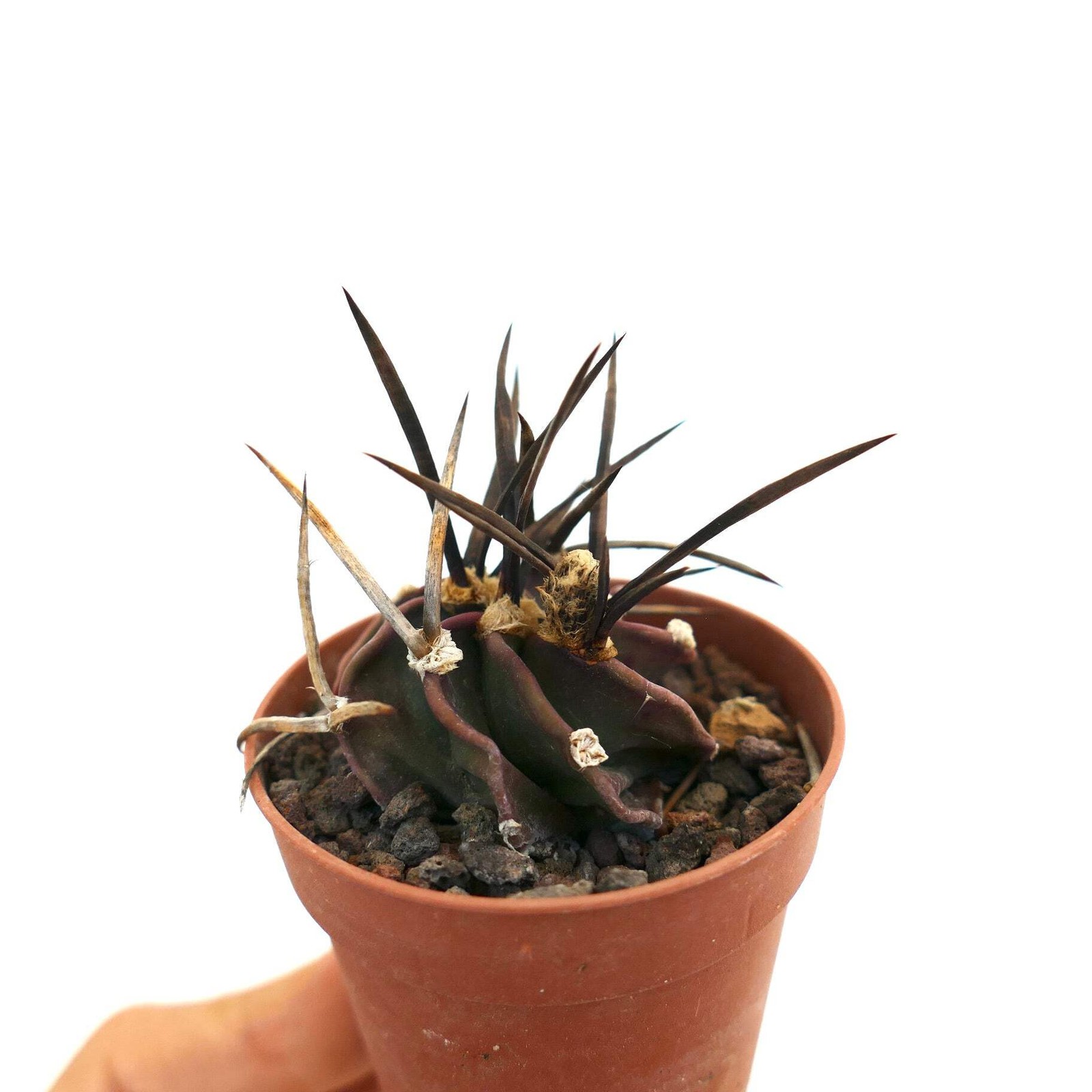 Astrophytum capricorne cv SUPER BUFFALO – Goat’s horn cactus | Star cactus