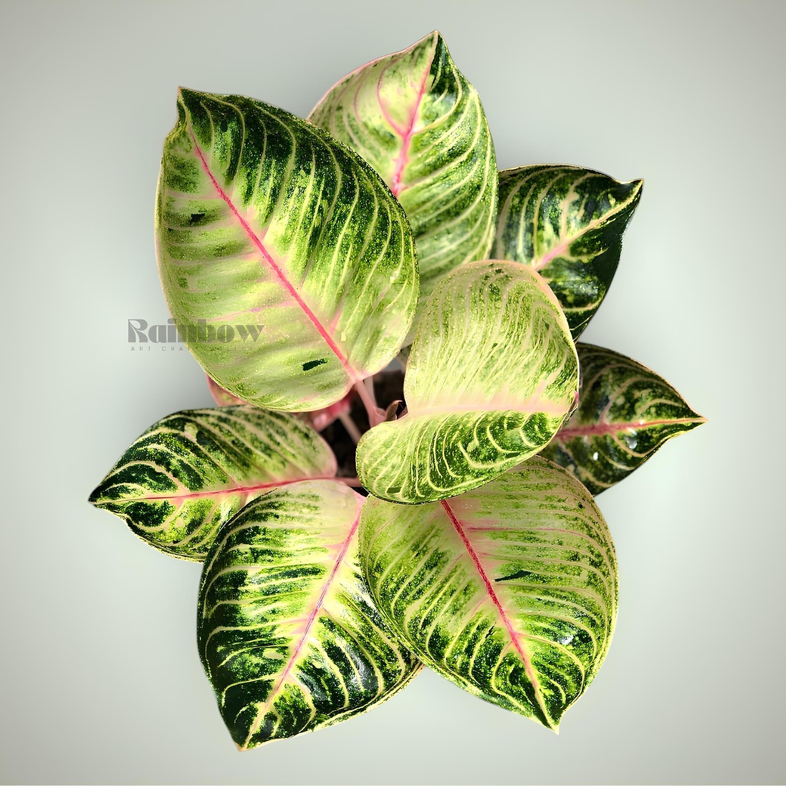 Aglaonema Moonlight Beatiful Ornamental Plant