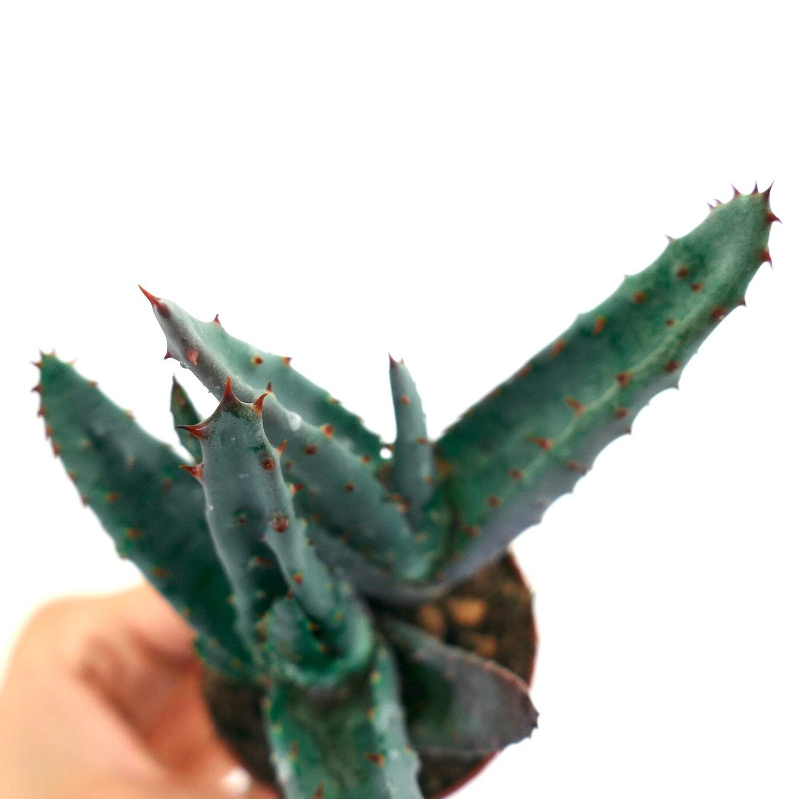 Aloe spectabilis BLUE FORM full pot C142 – Spectacular aloe | Tree aloe