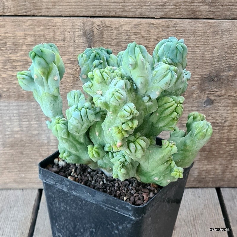 D5758 MYRTILLOCACTUS GEOMETRIZANS CRESTED pot12-H18-W20 cm MaMa Cactus