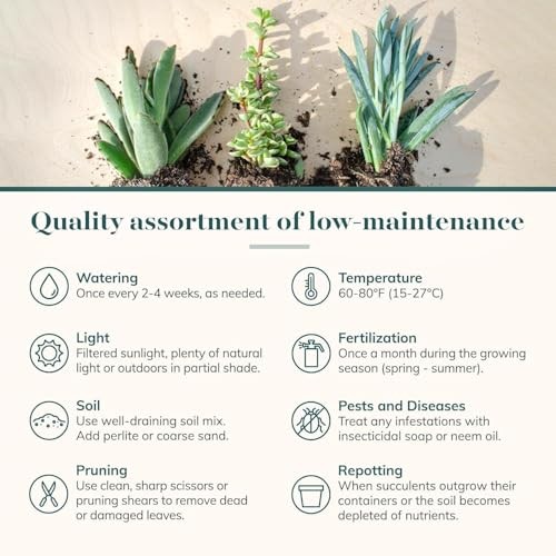 Succulent Bulk Plant Pack Collection – Live Mini Succulent 64 Pack Coastal