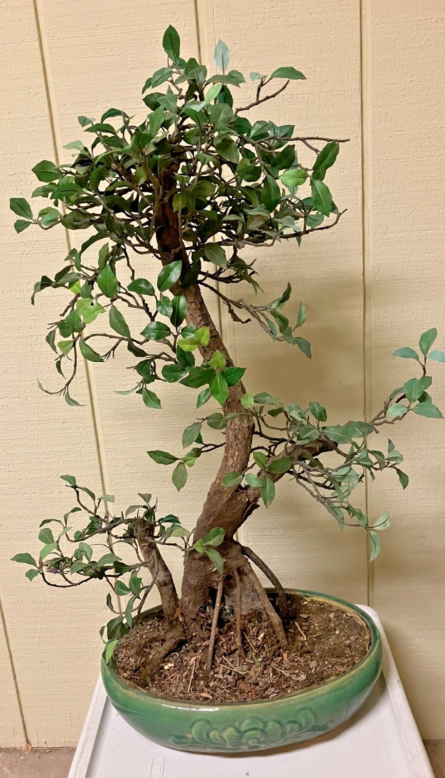REALISTIC ARTIFICIAL BONSAI TREE PLANT W/GREEN CERAMIC POT – 31″ T -POT 14X10X4″