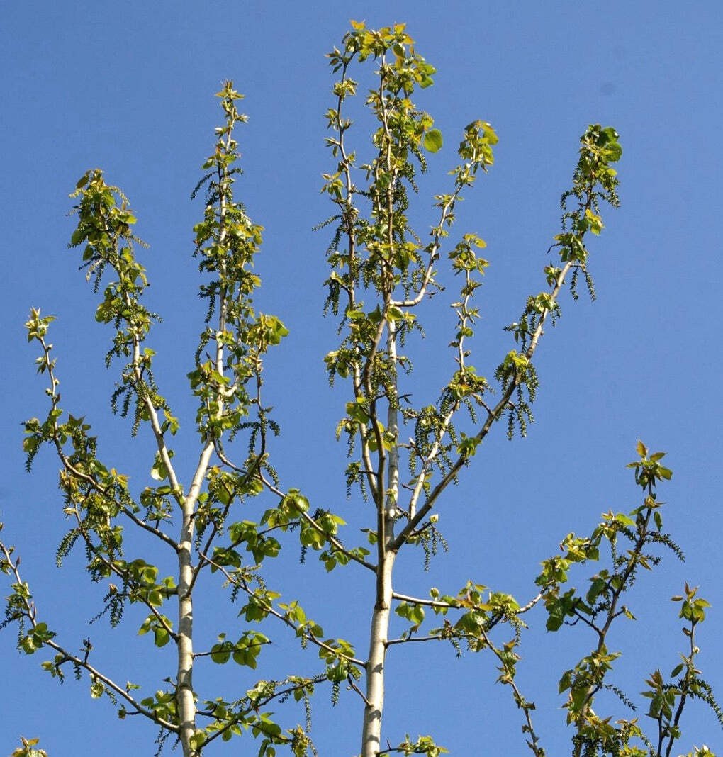 Populus purdomii – Purdom’s Poplar | Rare Tree