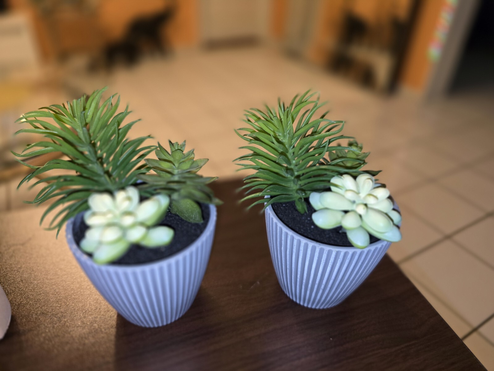 Beautiful Succulent Plants, All 5! Easy, No Mess House Decor. Sold Together.