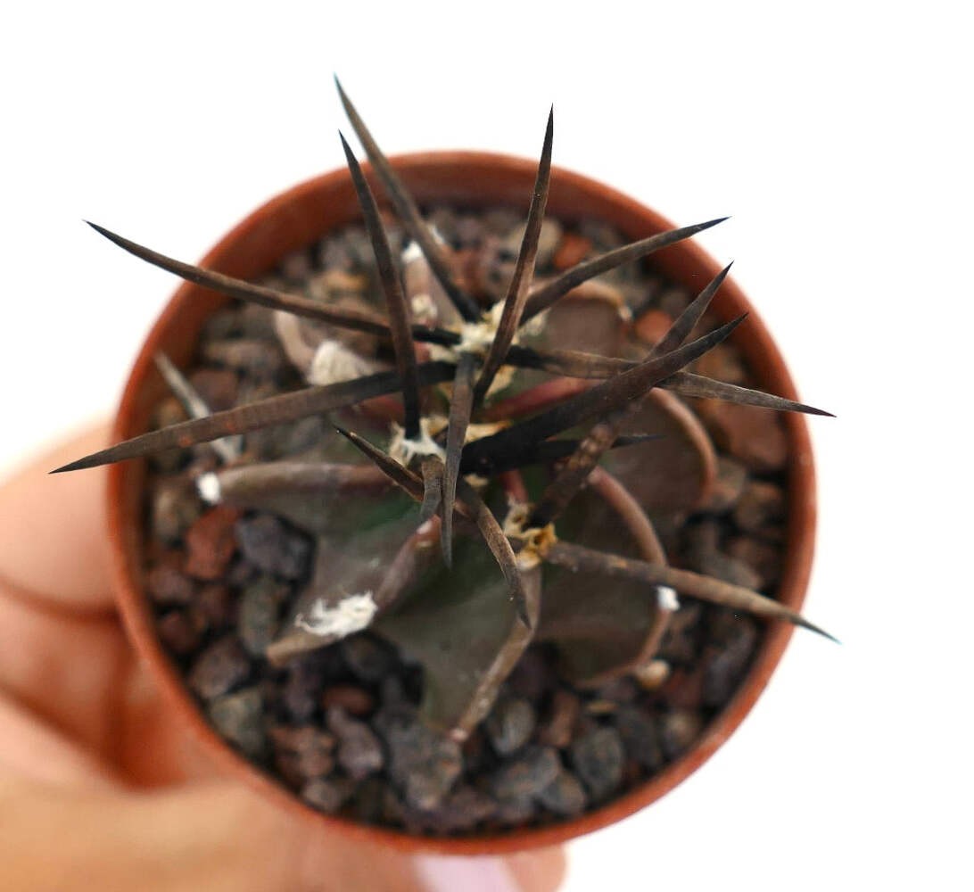 Astrophytum capricorne nudum cv SUPER BUFFALO – Goat’s horn cactus | Astrophytum