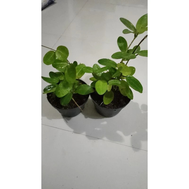 Real Picture Hoya Elliptica Rare Plant