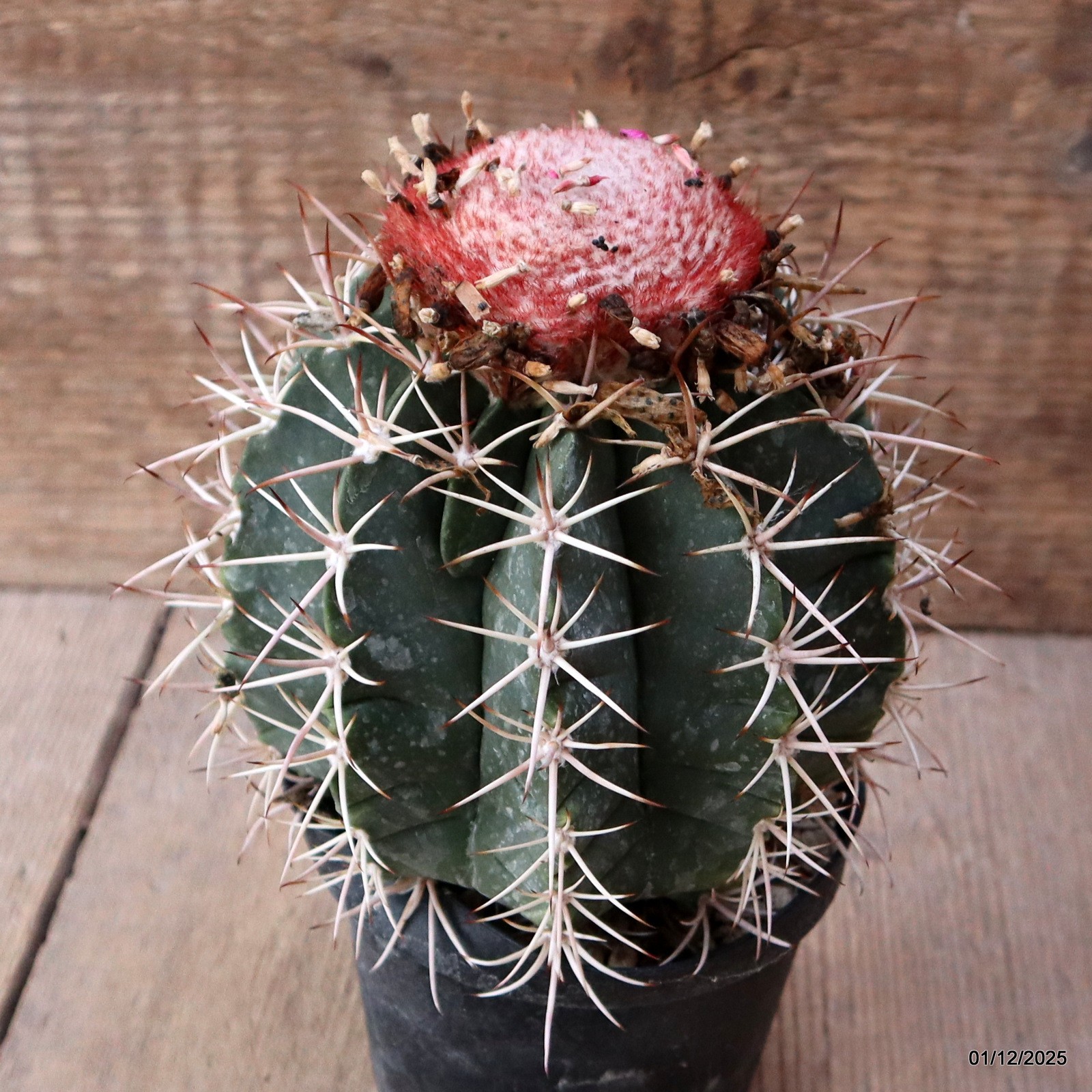 D7636 MELOCACTUS NERYI pot10-H14-W11 cm MaMa Cactus