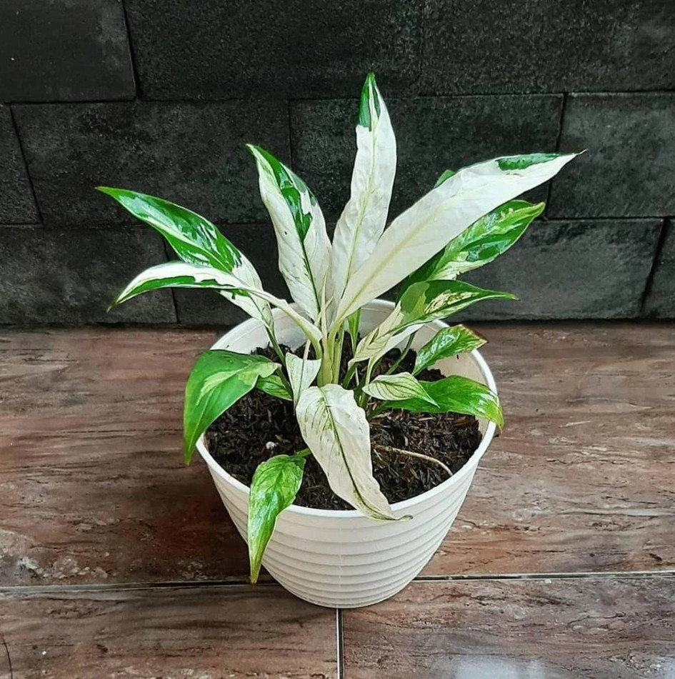 Spathiphyllum Peace Lily Variegated Real Pikture