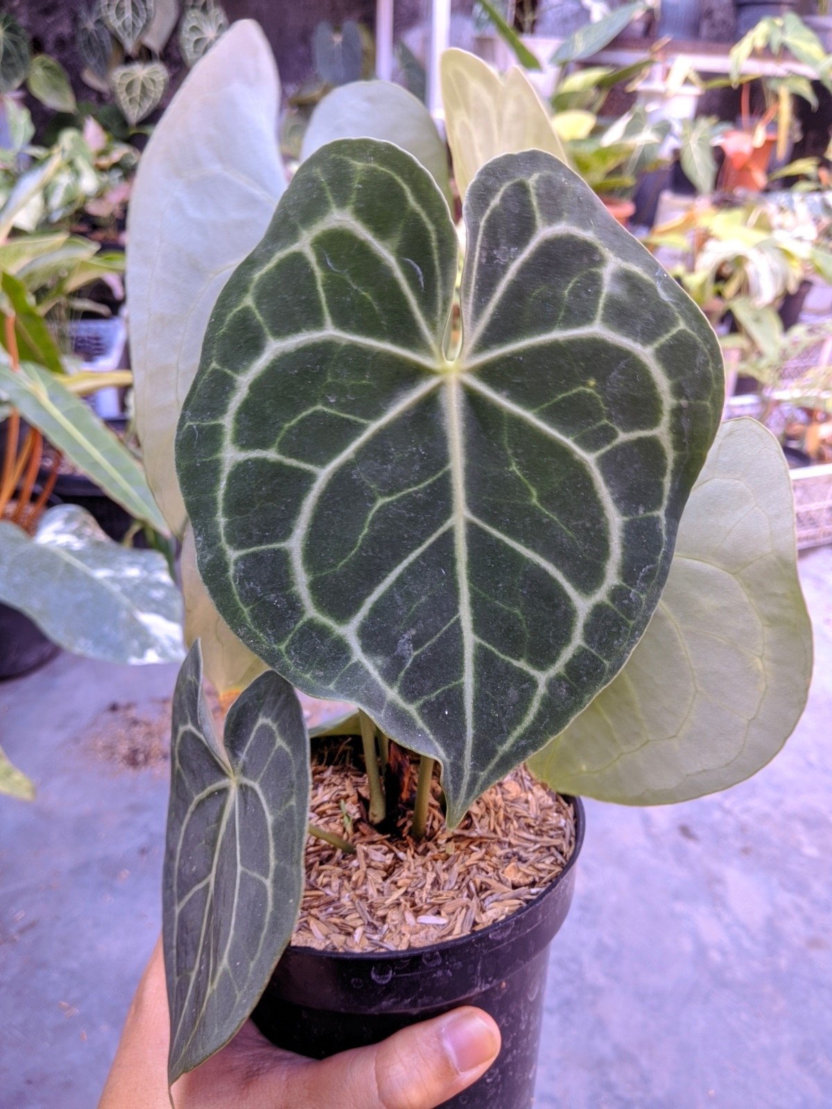 Anthurium Clarynervium Large Size Real Picture