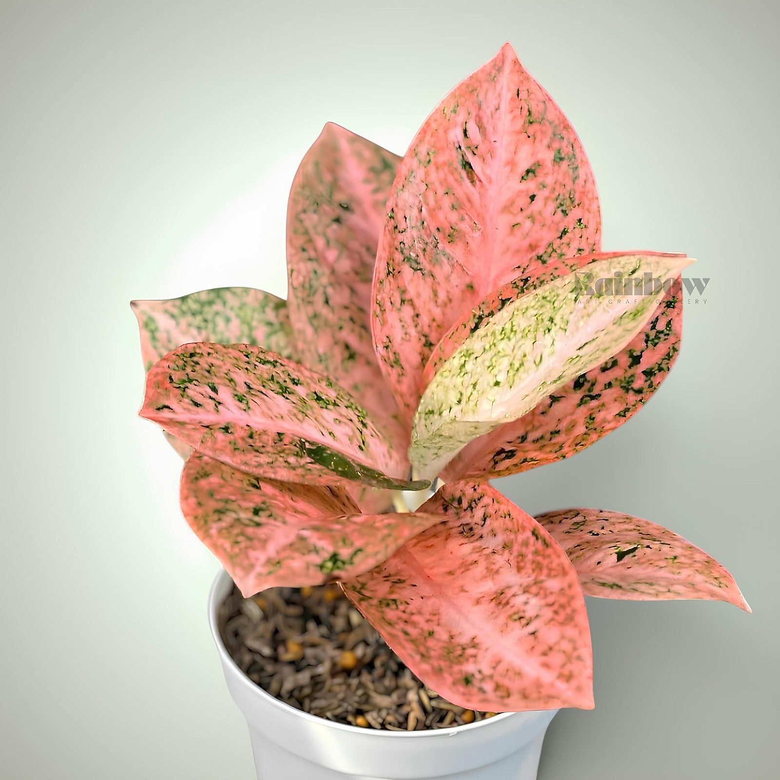 Aglaonema Orange Stardust Beatiful Ornamental Plant