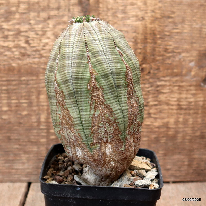 D2716 EUPHORBIA OBESA ARROW OLD pot10-H16-W8 cm MaMa Cactus