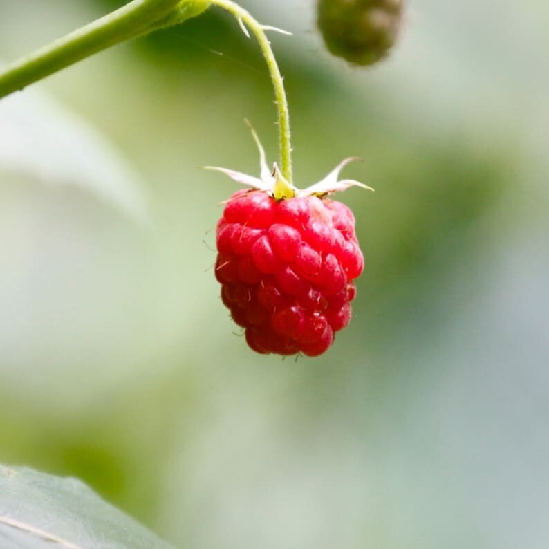10+ Seeds Raspberry Organic Seeds, Heirloom, Open Pollinated, Grow In-Outdoors