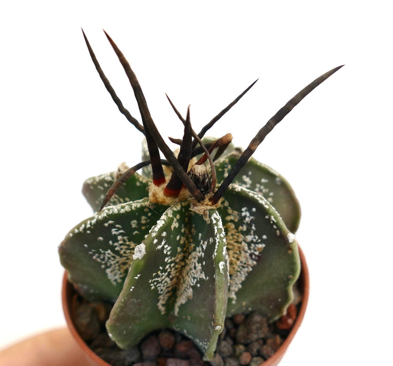 Astrophytum capricorne X BUFFALO – Goat’s horn cactus | Bishop’s cap