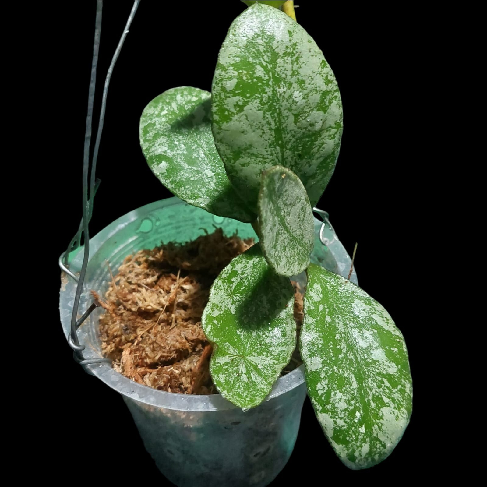 Hoya Waymaniae splash Rare Free phytosanitary Ship By DHL Express.