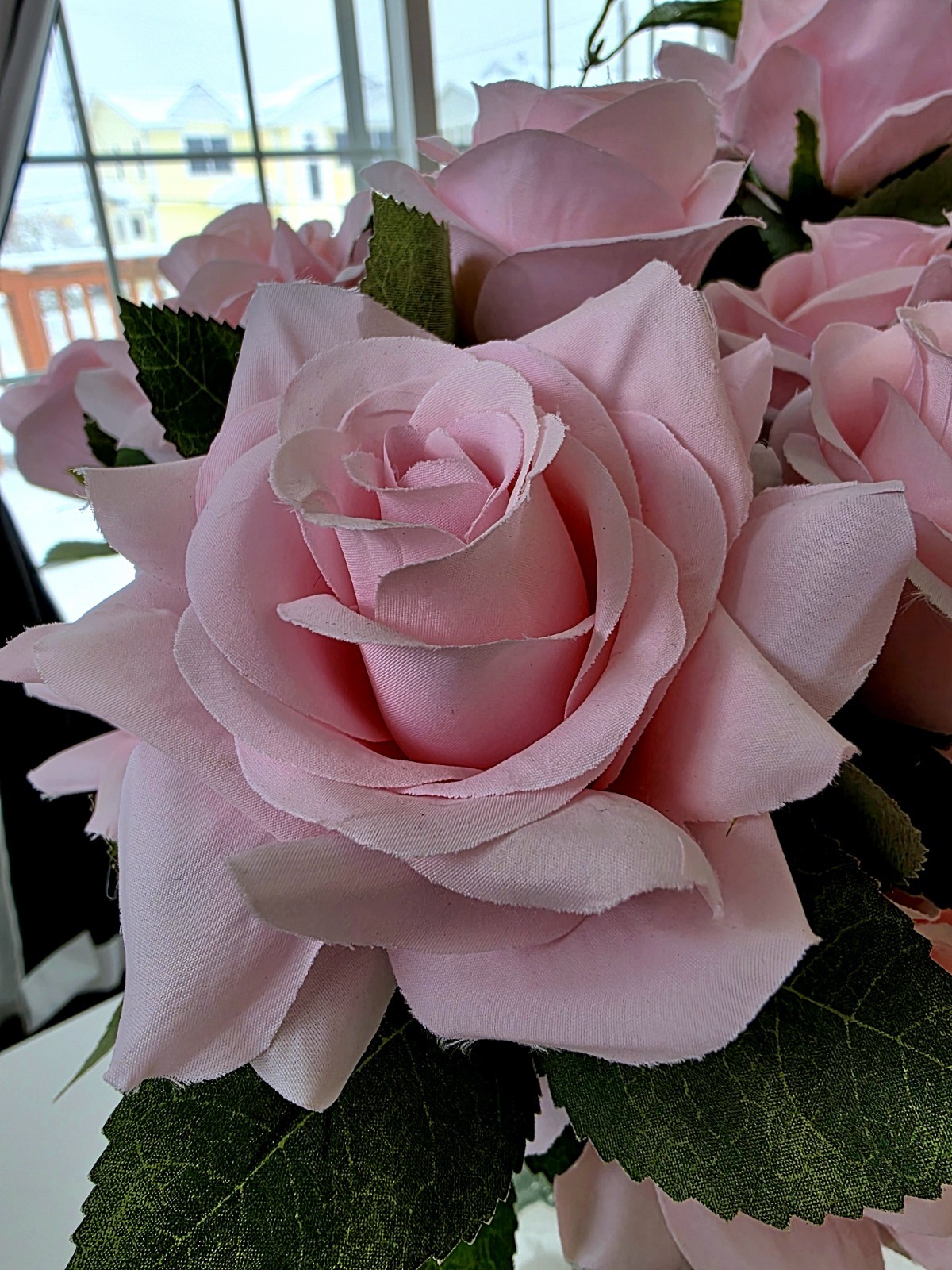 Ashland Rose Bush *Preowned, Gorgeous*