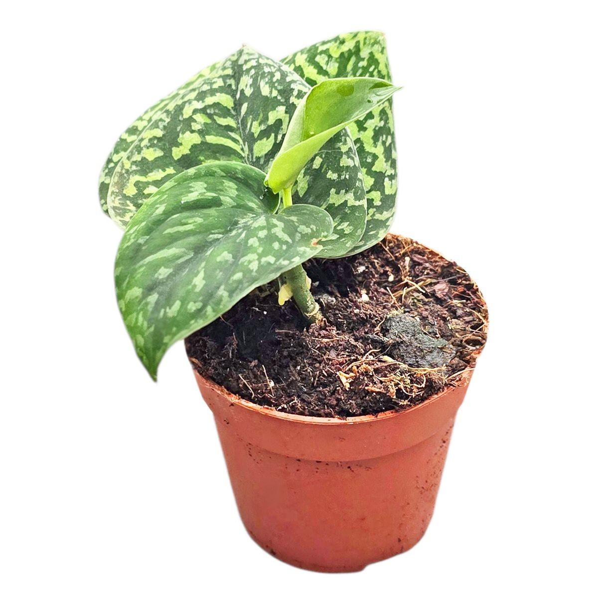Scindapsus Snake Scale, Rare Variegated, Real Picture, Aroid Houseplant