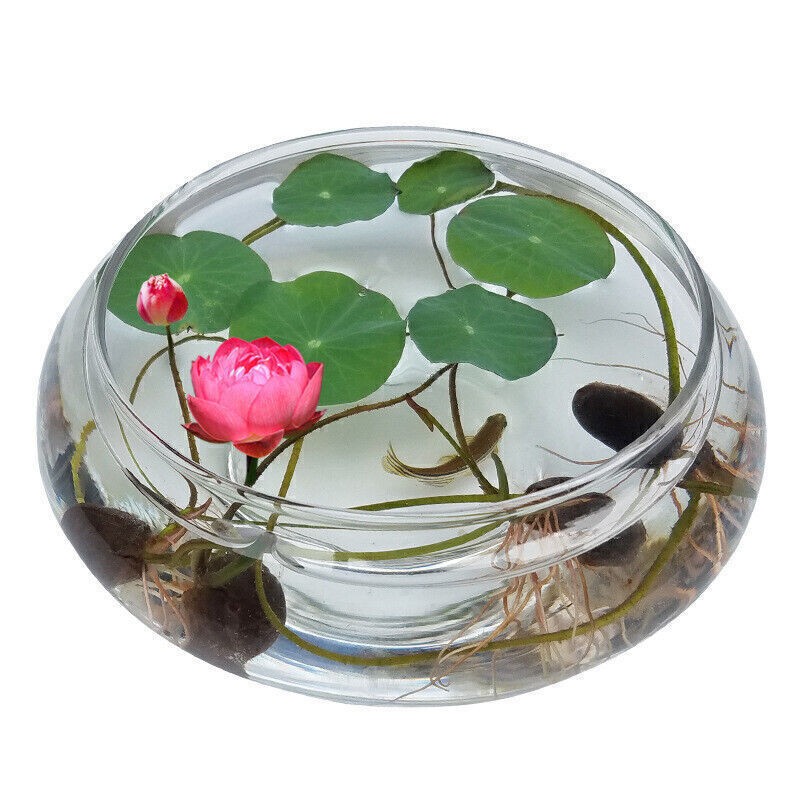 30Seeds Lotus Mix FlowerSeed Hand Picked Aquatic Plants Water GardenSeeds US