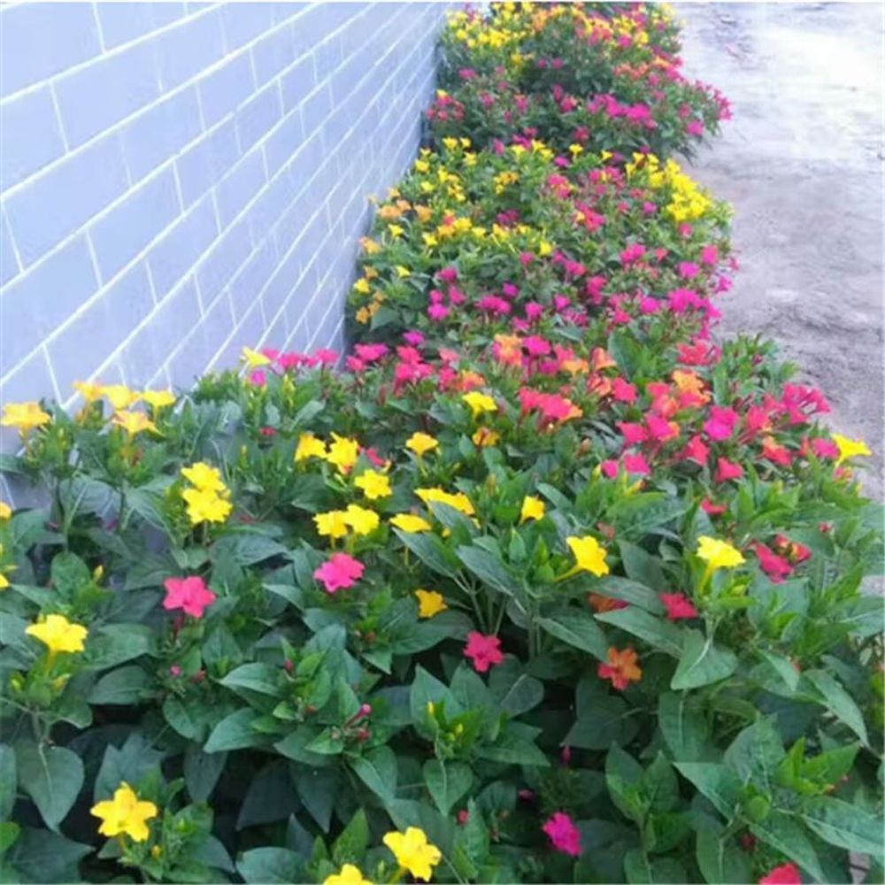 (10) JASMINE SEEDS rare exotic fragrant flower vine garden USA SELLER W/TRACK