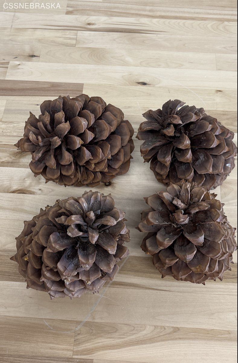 Pine Cones Large Set of Seven 4” to 6”Tall 3 to 4 Inch Diameter Craft Unscented