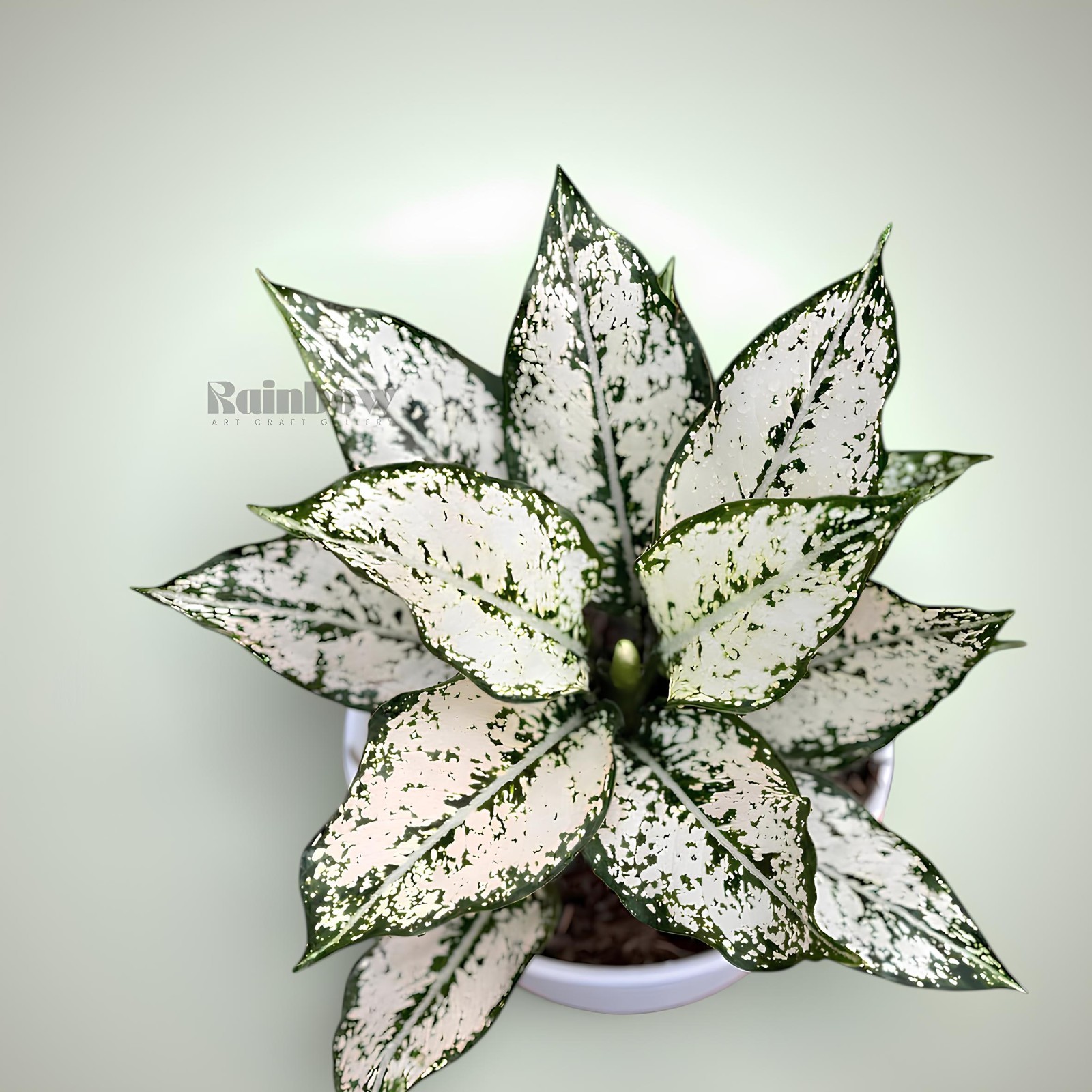Aglaonema Snow WhiteBeatiful Ornamental Plant