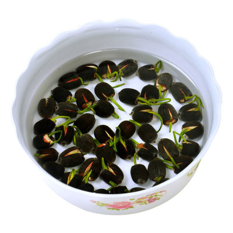 30 Mix Lotus Seeds Mix Color Lotus flower Seeds Sacred Indian Lotus