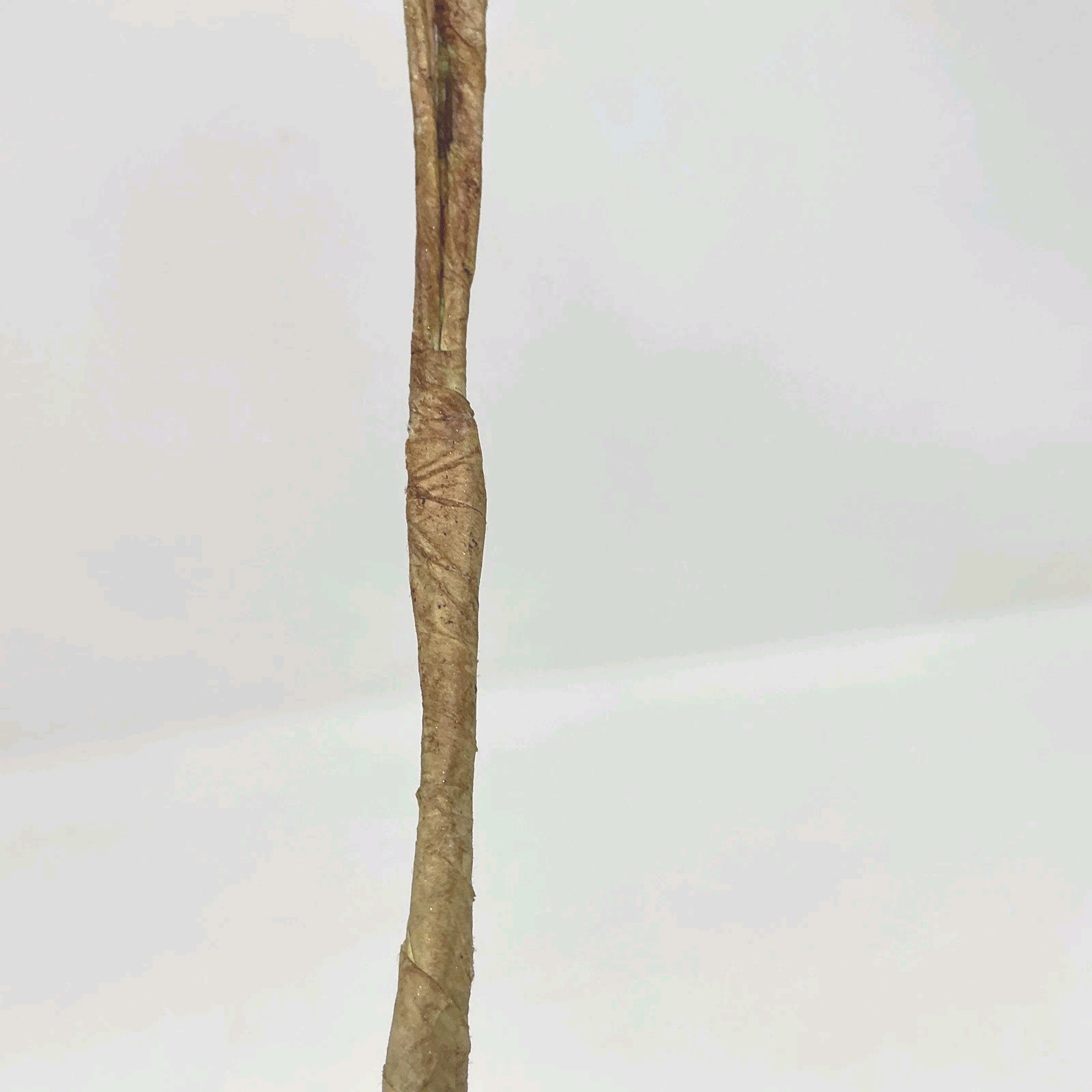 Winward Silks Curly Branch 40” Long Natural Vase Basket Filler 1 Pick NOS
