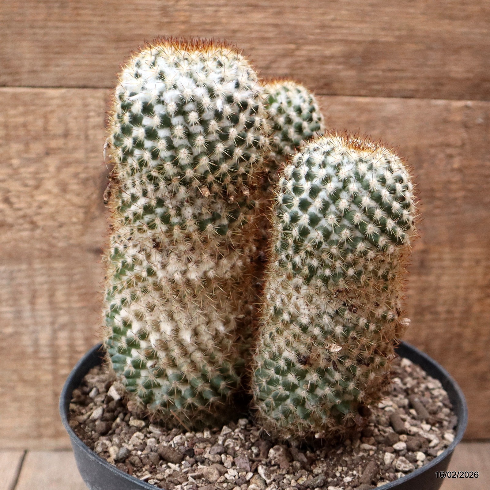 D7801 MAMMILLARIA COLUMBIANA pot18-H19-W13 cm MaMa Cactus