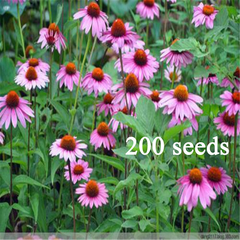 200Pcs Lovely Timeless Heirloom Organic Purple Echinacea Coneflower Seeds