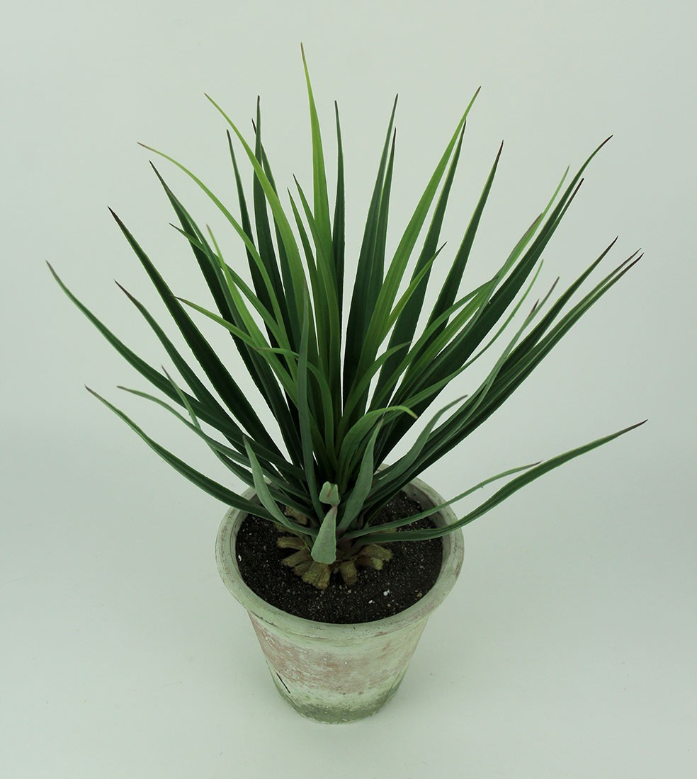 Scratch & Dent Yucca Plant in Clay Pot 26.5 Inch Tall