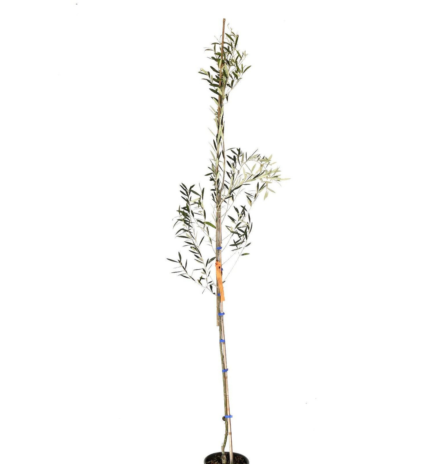 Olea europea cv DIAMANTE BIANCO (white diamond) white olives – White Diamond Oli