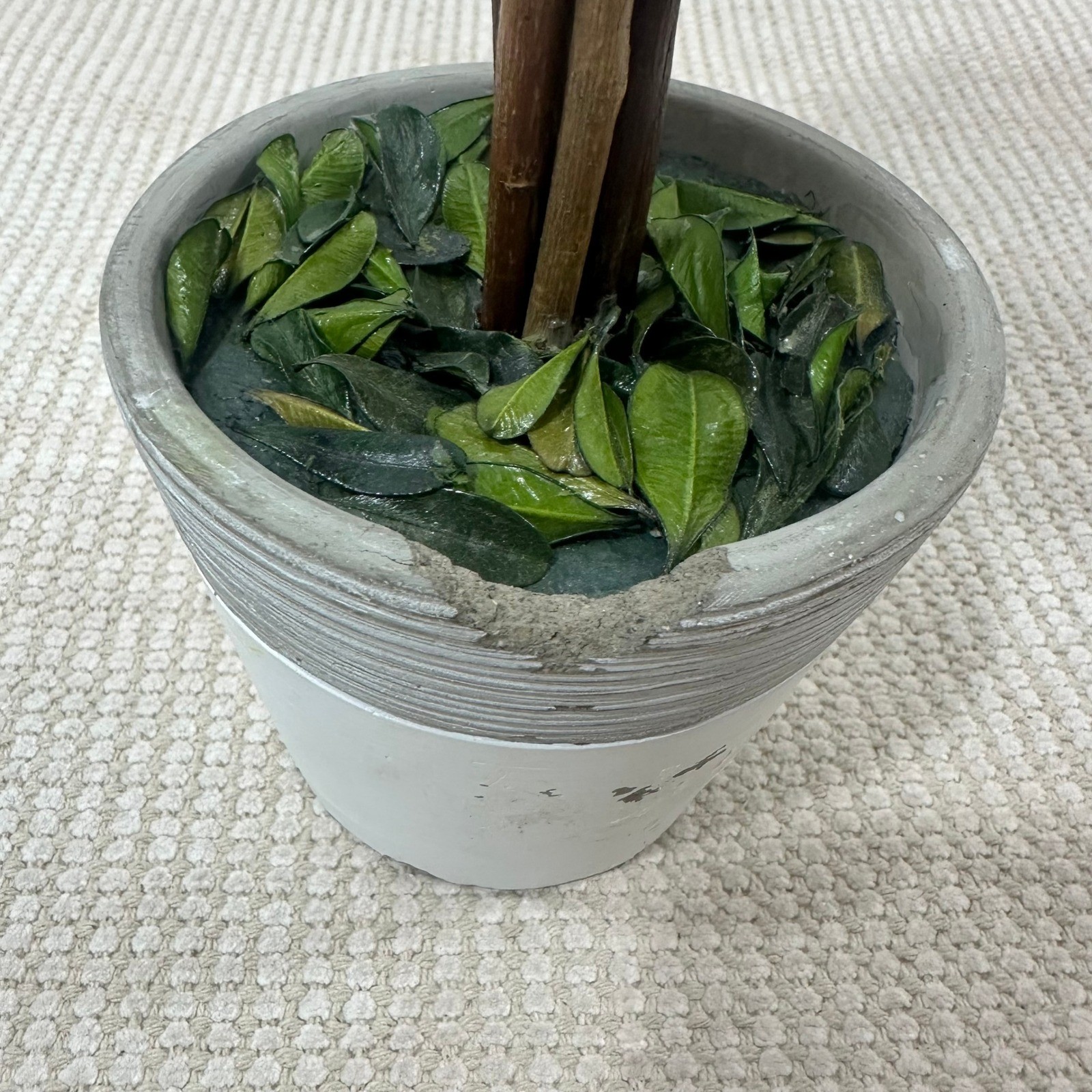 Preserved Boxwood Topiary Tree Round Ball in Distressed Grey Pot 15 Inch Green