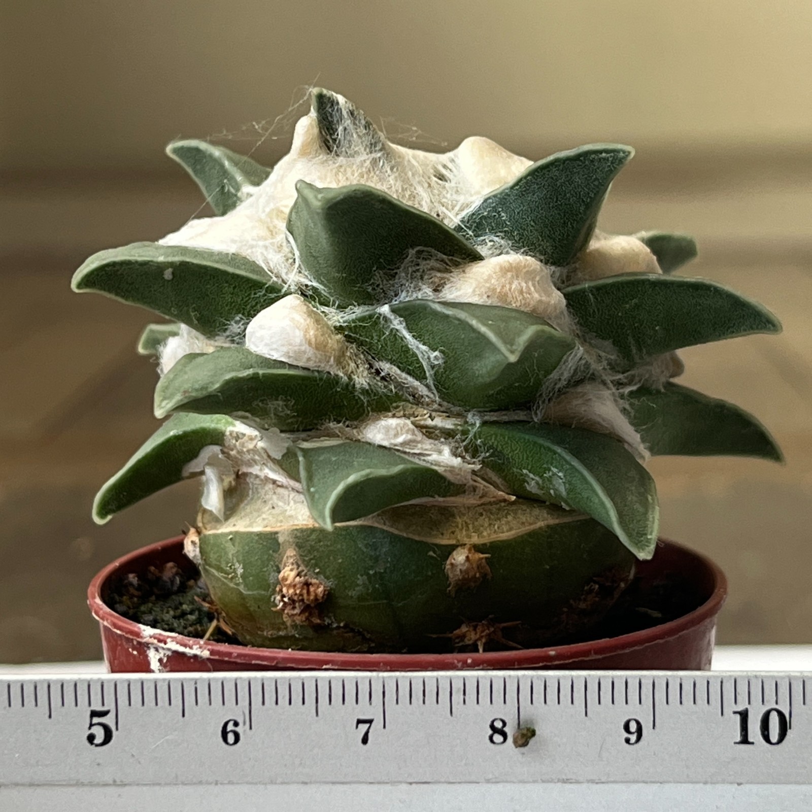 A22-1668 Cactus retusus v. pulcherrimus VM1032, grafted