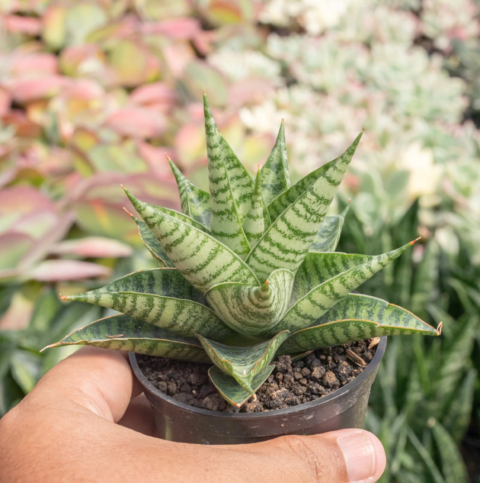 Sansevieria Guardian (Wali) Rare Unique Snake Plant