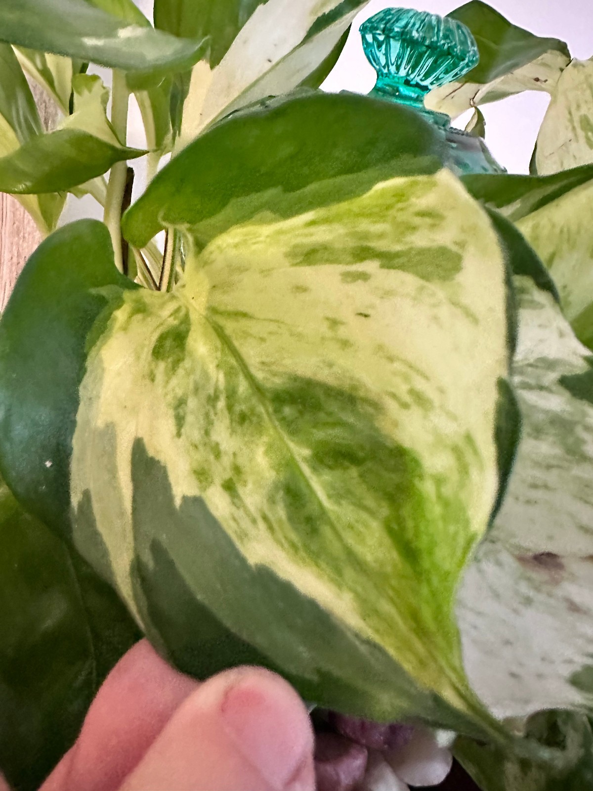 Marble Queen Pothos Cutting Live Plant Unrooted Epipremnum Aureum Cutting