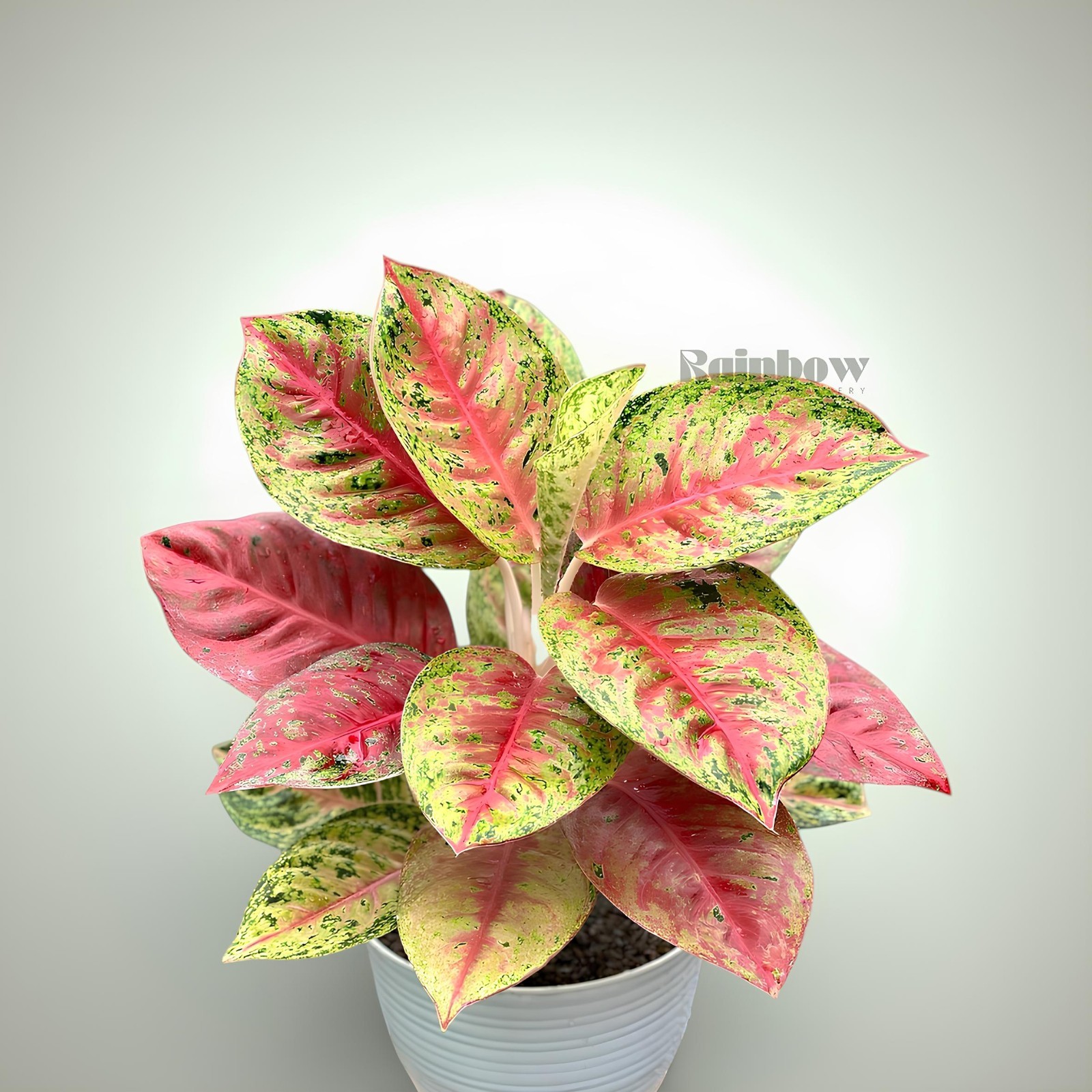 Aglaonema Mahasety Beatiful Ornamental Plant
