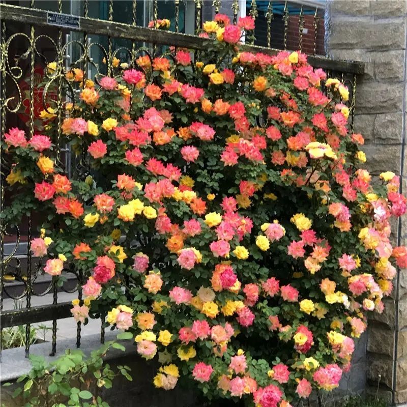(10) CLIMBER ROSE SEEDS perennial flower garden climbing plant USA SELLER TRACK