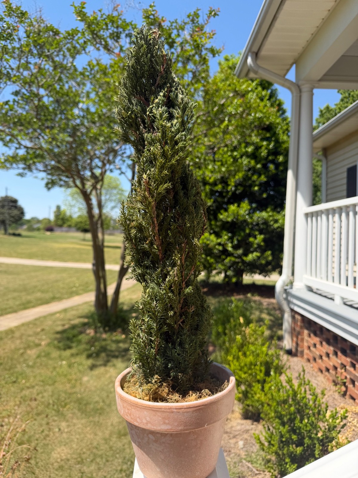 22″ Preserved Juniper Spiral Topiary Real Plant No Maintenance Home Decor