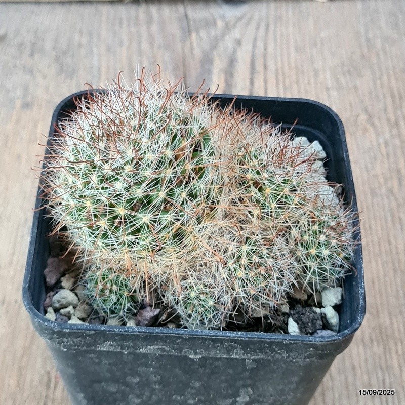 D6412 MAMMILLARIA UNCINATA pot8-H6-W9 cm MaMa Cactus