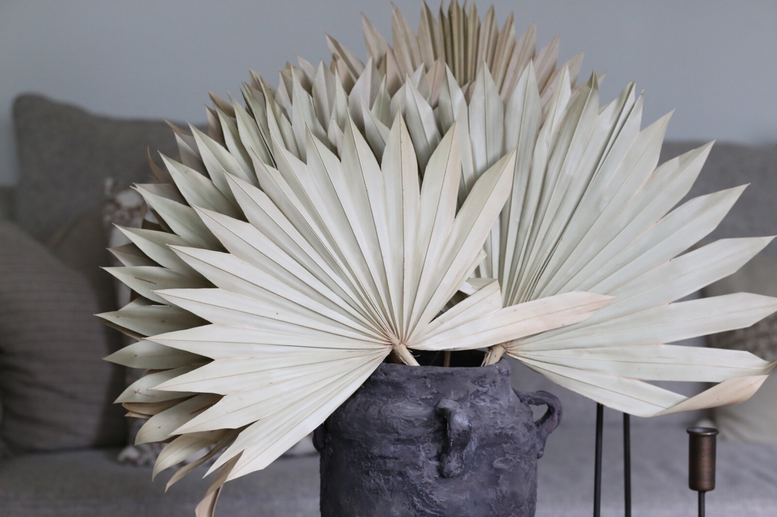 S/6 Palm Frond Spear Botanical Dried Stems