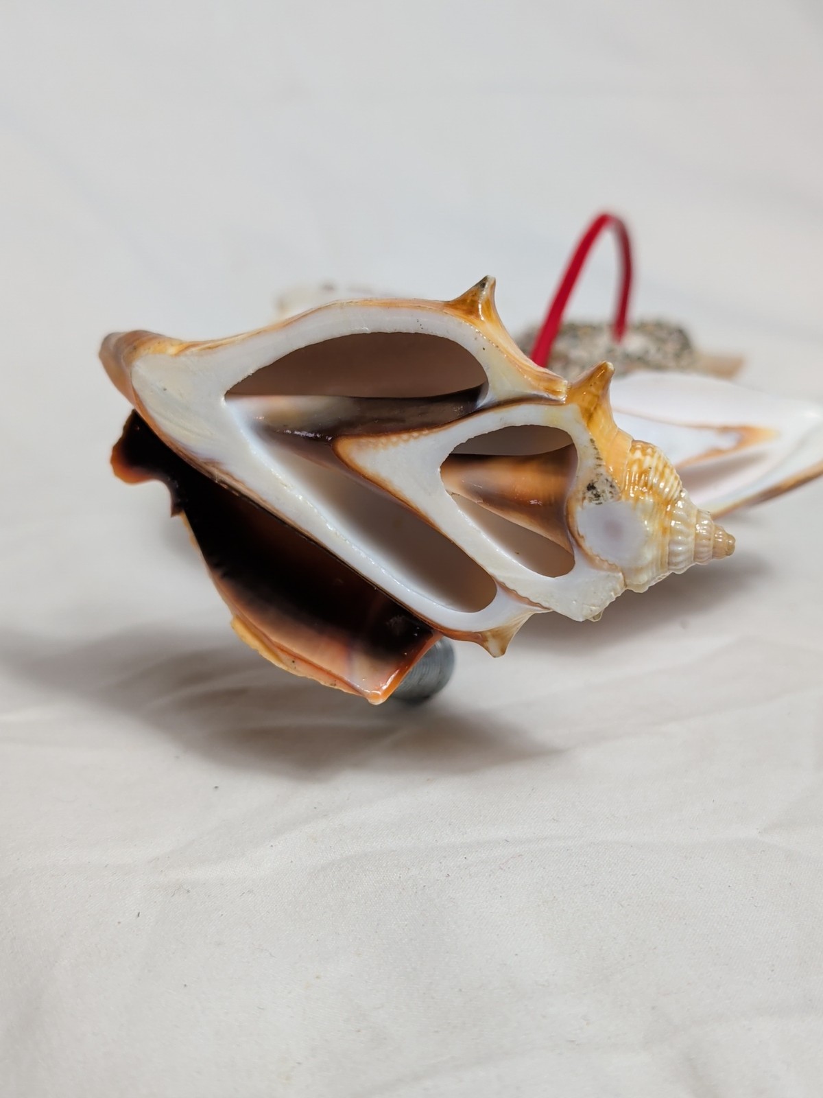 Vintage Seashell Shell Art Flower Veracruz, MX Souvenir Pencil Holder MCM 1950s