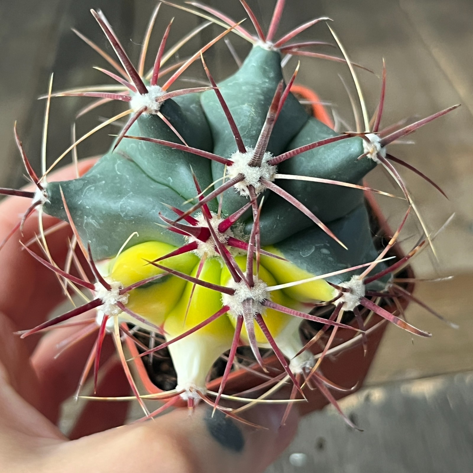 A41-2100 Ferocactus herrerae f. variegata, own root