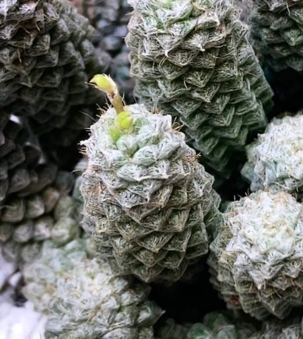 Anacampseros filamentosa 10 SEEDS – Sand rose | Thread-leaved anacampseros