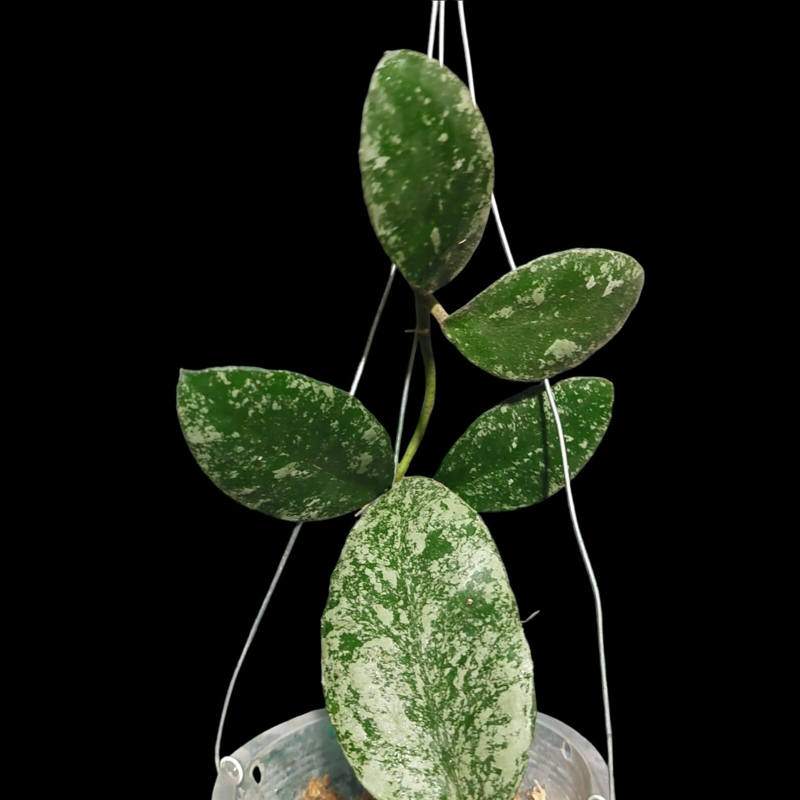 Hoya Waymaniae splash Rare Free phytosanitary Ship By DHL Express.