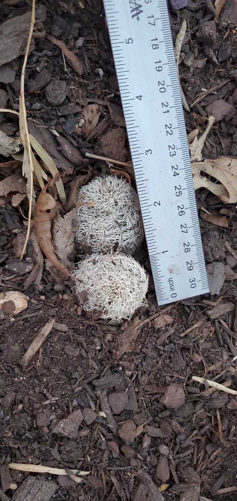 ECHINOCEREUS REICHENBACHII Rooted