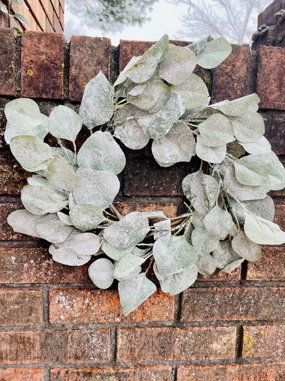 Frosted Dollar Eucalyptus Christmas Or Winter Small Wreath Ring, 6.5