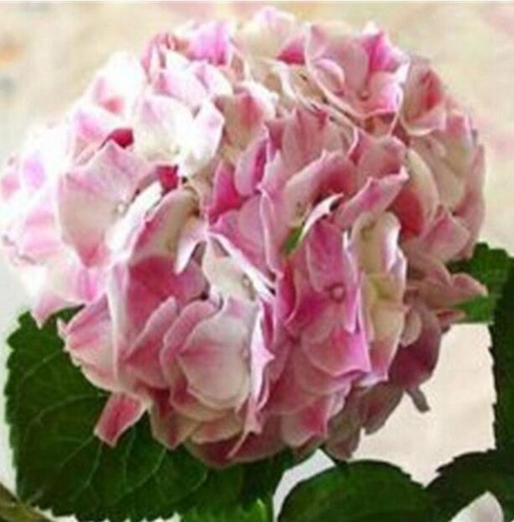(10) HYDRANGEA SEEDS rare exotic flower bloom garden plant USA SELLER W/TRACK
